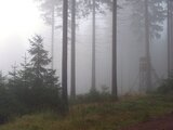 Linkziel: Link zum Beitrag mit dem Thema Wo viel Licht ist, ist auch Schatten; Bildinhalt: Wald im Nebel