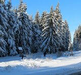 Linkziel: Link zum Beitrag mit dem Thema 878 Loipenkilometer in Thüringens Wäldern; Bildinhalt: Langlauf-Skifahrer auf einem verschneiten und gespurten Waldweg