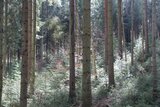 Linkziel: Link zum Beitrag mit dem Thema 100 Jahre Dauerwald-Idee; Bildinhalt: Bild von einem Nadelwald