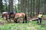 Linkziel: Link zum Beitrag mit dem Thema Holzernte - Pferderücken mit Kopf und Verstand; Bildinhalt: Zwei Pferde ziehen einen Baumstamm durch den Wald. Der Pferdeführer lenkt sie aus etwas Abstand.