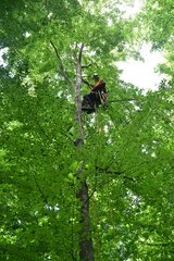 Linkziel: Link zum Beitrag mit dem Thema Waldbodenzustandserhebung in luftiger Höhe; Bildinhalt: ThüringenForst-Zapfenpflücker