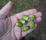 Linkziel: Link zum Beitrag mit dem Thema Aufruf an Schulkinder zum Eichensaatgut sammeln; Bildinhalt: Eicheln auf der Handinnenfläche