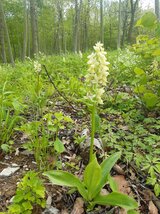 Linkziel: Link zum Beitrag mit dem Thema Praktischer Einsatz für Orchideen und Waldläufer-Fotokurs; Bildinhalt: Nahaufnahme einer heimischen Orchideenart im Wald