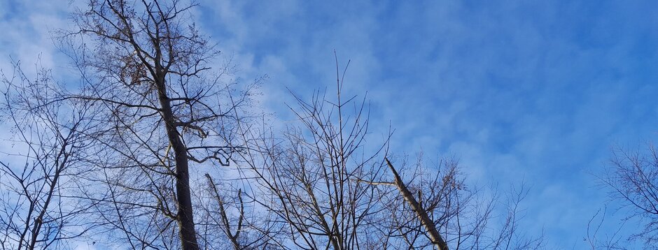 Kahle Baumkronen von Rotbuchen, die durch Trockenheit und Hitze geschädigt wurden.