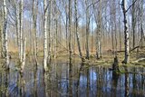 Linkziel: Link zum Beitrag mit dem Thema Die Moor-Birke: Der Baum des Jahres 2023 in Thüringen; Bildinhalt: Eine Gruppe aus Moorbirken ragt aus dem Wasser einer Moorlandschaft