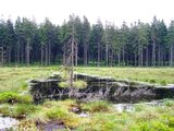 Linkziel: Link zum Beitrag mit dem Thema Frühjahrsschmelzwasser: Wald dient dem Hochwasserschutz; Bildinhalt: Moorwiese mit Wasserstellen vor einem Wald.