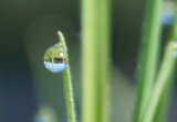 Linkziel: Link zum Beitrag mit dem Thema Waldbaden & Achtsamkeit: Wald.Auszeit mit Waldgesundheitstrainerin; Bildinhalt: Ein Tautropfen an einem Gradhalm - im Tautropfen oiegelt sich der Wald