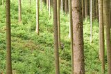 Linkziel: Link zum Beitrag mit dem Thema Borkenkäferschäden bleiben auf hohem Niveau ; Bildinhalt: Eine Forstschutzhelferin steht im Wald und begutachtet eine Fichte.