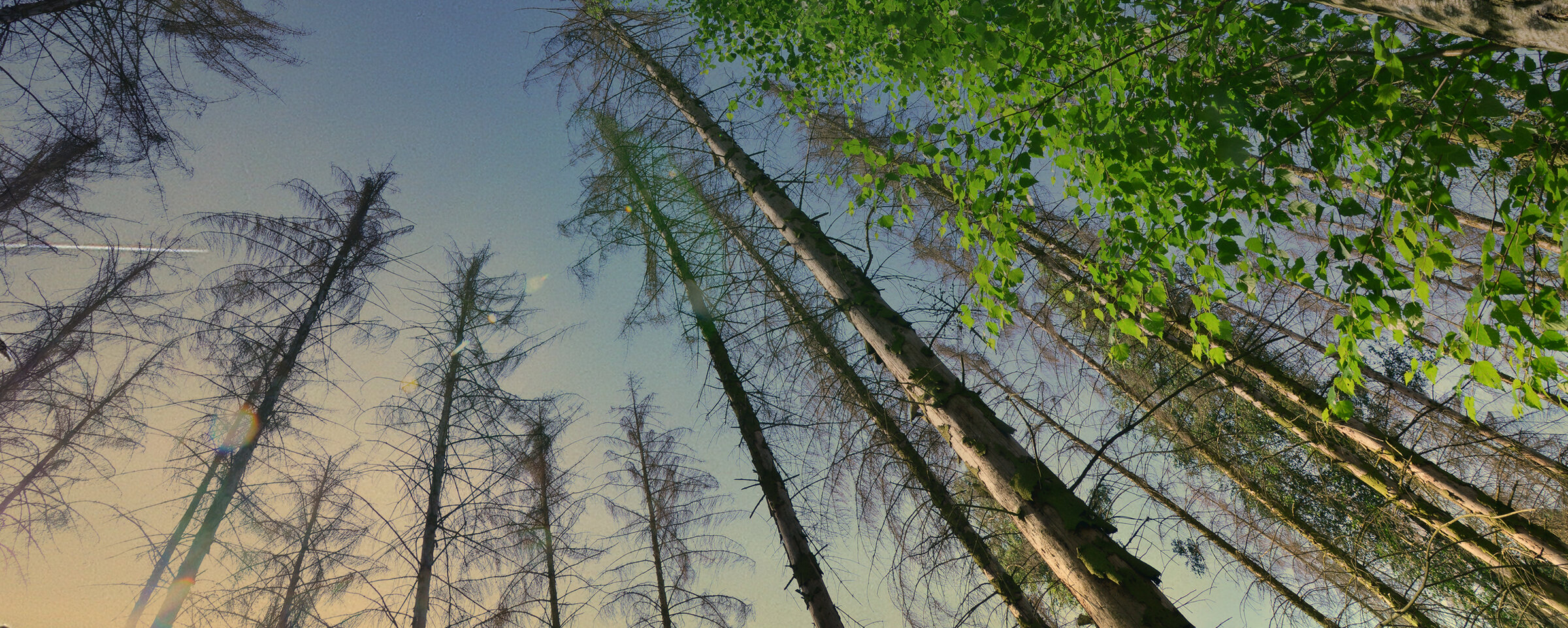 Bild einer Baumgruppe, bei der nur noch die Laubbäume gesund sind und die Nadelbäume verdörren.