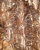 Linkziel: Link zum Beitrag mit dem Thema Kühl-feuchtes Sommerwetter bremst Borkenkäfer kaum; Bildinhalt: Tunnel von Buchdruckern in der Borke des Baumes.