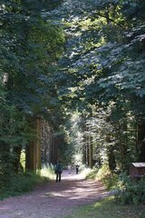 Linkziel: Link zum Beitrag mit dem Thema Laubwälder sind die bessere Klimaanlage; Bildinhalt: Halbschattiger Waldweg mit Spaziergängern