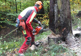 Linkziel: Link zum Beitrag mit dem Thema Heiße Jobs und coole Typen; Bildinhalt: Forstwirt in voller Arbeitsmontur bei der Fällung eines Baumes im Laubwald