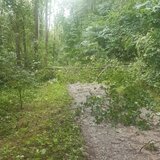 Linkziel: Link zum Beitrag mit dem Thema Medieninformation; Bildinhalt: Ein Baum liegt quer auf einem Wanderweg.