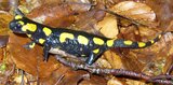 Linkziel: Link zum Beitrag mit dem Thema Klima verändert Wald – Wald verändert; Bildinhalt: Ein Feuersalamander sitzt im Herbstlaub.