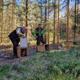 Linkziel: Link zum Beitrag mit dem Thema Auerhuhnauswilderung im Ilm-Kreis; Bildinhalt: Ein weibliches Auerhuhn wird aus einer Holzbox in die Natur entlassen.