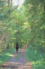 Linkziel: Link zum Beitrag mit dem Thema Hunde müssen beim Waldspaziergang an die Leine; Bildinhalt: Ein Reiter auf einem schwarzen Pferd, von hinten auf einem Waldweg im Frühling.