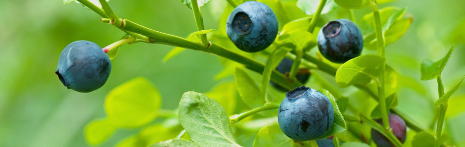 dunkelblaue Heidelbeere an grün belaubten Zweig