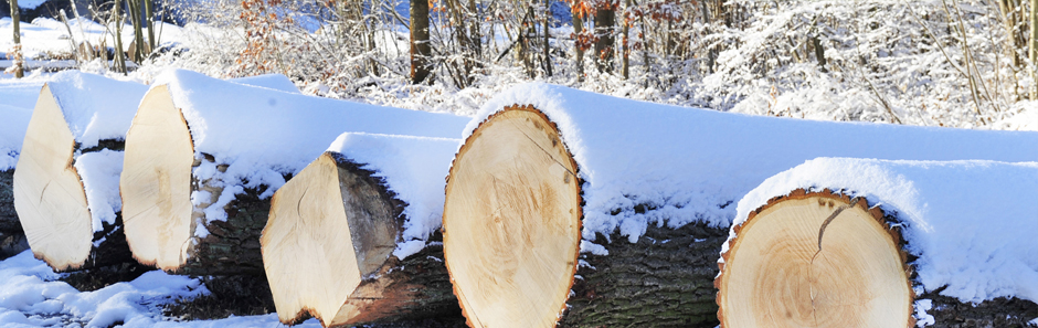 Hochwertige Baumstämme liegen aufgereiht und von Schnee bedeckt auf dem Submissionsplatz