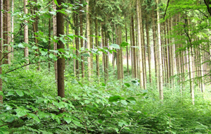 Blick in einen dicht bewachsenen grünen Mischwald mit sehr niedrigen Bäumen und sträuchern