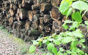 Blick auf einen Holpolter mit verschieden starken Stämmen von niedrigerer Qualität