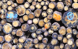 Blickauf einen Stapel mit Hölzern unterschiedlichster Durchmesser