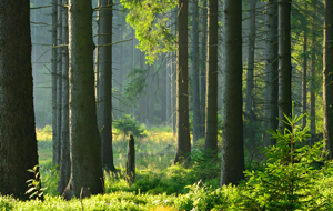 Blick in einen hellen, grünen Fichtenwald im Sommer