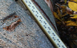 Messwerkzeug an einem Baumstamm