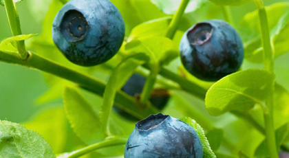 Dunkelblaue Heidelbeere vor grünem Beerenlaub