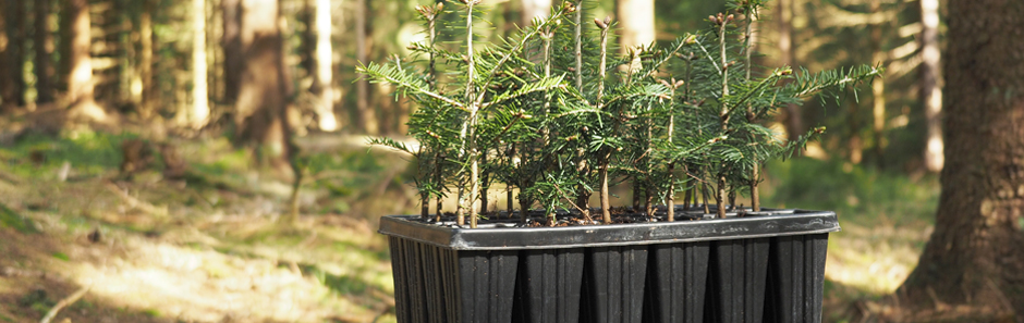 Eine kleine Palette mit Sämlingen von nadelholzbäumen steht vor einer größeren Wald-Kulisse