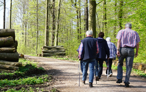 Eine Gruppe Senioren auf Wanderung durch den sommerlichen Wald