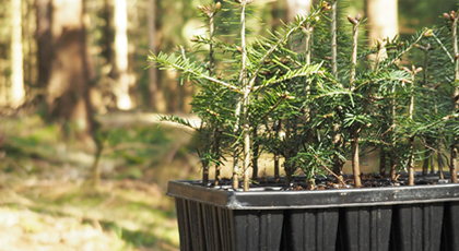 Eingetopfte Sämlinge einer Nadelbaumart stehen im Wald. Im Hindergrund erstreckt sich ein großer Nadel- und Laubwald.