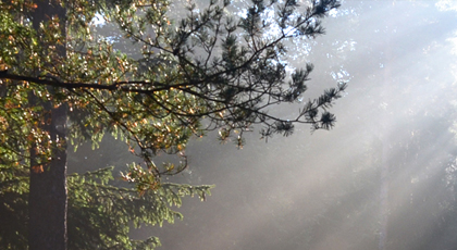 Sonnenstrahlen fallen durch das Blätterdach eines herbstlichen Laubwaldes