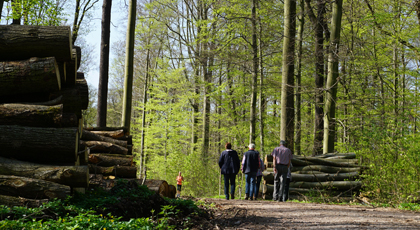 Eine Gruppe Waldbesucher wandert durch einen grünen Sommerwald. An Rand steht aufgeschichtetes Holz. Eine Joggerin nähert sich der Gruppe.