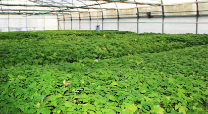 Halle im Gewächshaus mit dicht an dicht stehenden Eschenbäumchen in Töpfen