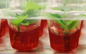 Proben von Laubbaumtrieben in einer roten Lösungsflüssigkeit. Die Proben sind aufgereiht in kleinen Fingerhut artigen durchsichtigen Gefäßen