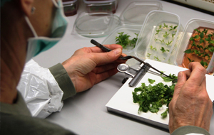 Laborant seziert Blätter eines Laubbaumes auf einem Tablett im Labor