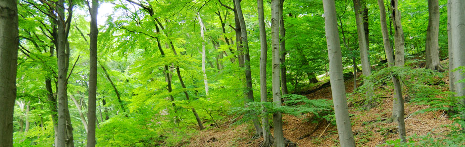 Blick in einen lichtdurchfluteten, sommerlich grünen Buchenwaldbestand