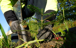 Forstwirt pfanzt ein Nadelbäumchen in die Erde