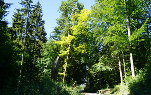 Sommerlicher Mischwald vor strahlend blauem Himmel.