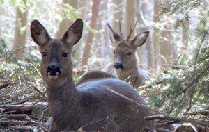 Rihendes Rehwild im Dickicht von Nadelgehölzen