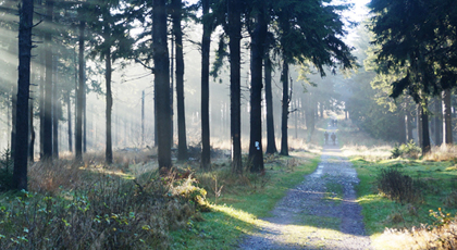 Waldweg in einem Bereich mit dunklen, hohen  Nadelbäumen; Sonnenstrahlen durchfluten die Bäume