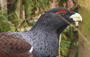 Junges Auerhuhn im Nadelwald