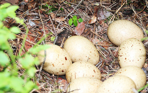 Eier des Auerhuhns in einem Nest im Waldboden