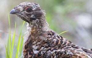 Bild von einem Haselhuhn