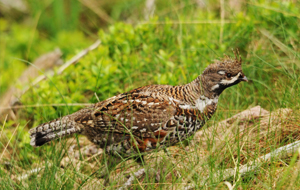 Ausgewachsener Haselhahn im Waldgelände