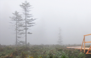 Blick auf ein Waldstück im Morgennebel. Es ragen bizarr geformte Fichten hervor