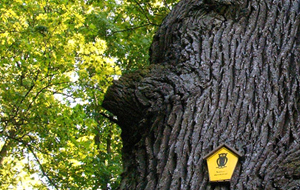 Dicker, bizarrer Baumstamm mit einen gelben Naturschutzschild darauf