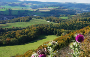 Blick auf eine Thüringer Wald- und Feldlandschaft, auf der Waldstücke miteinander verbunden sind