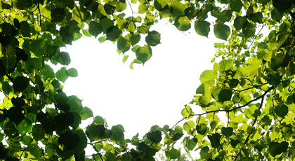 Laubbaumkrone mit Herzförmigem Zwischenraum