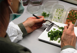 Blick über die Schulter eines Laboranten, der ein Blatt eines Laubbaumes seziert